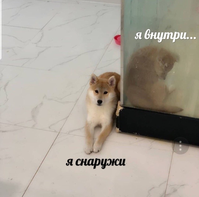 Подборка прикольных фото Подборка прикольных фото смешные картинки