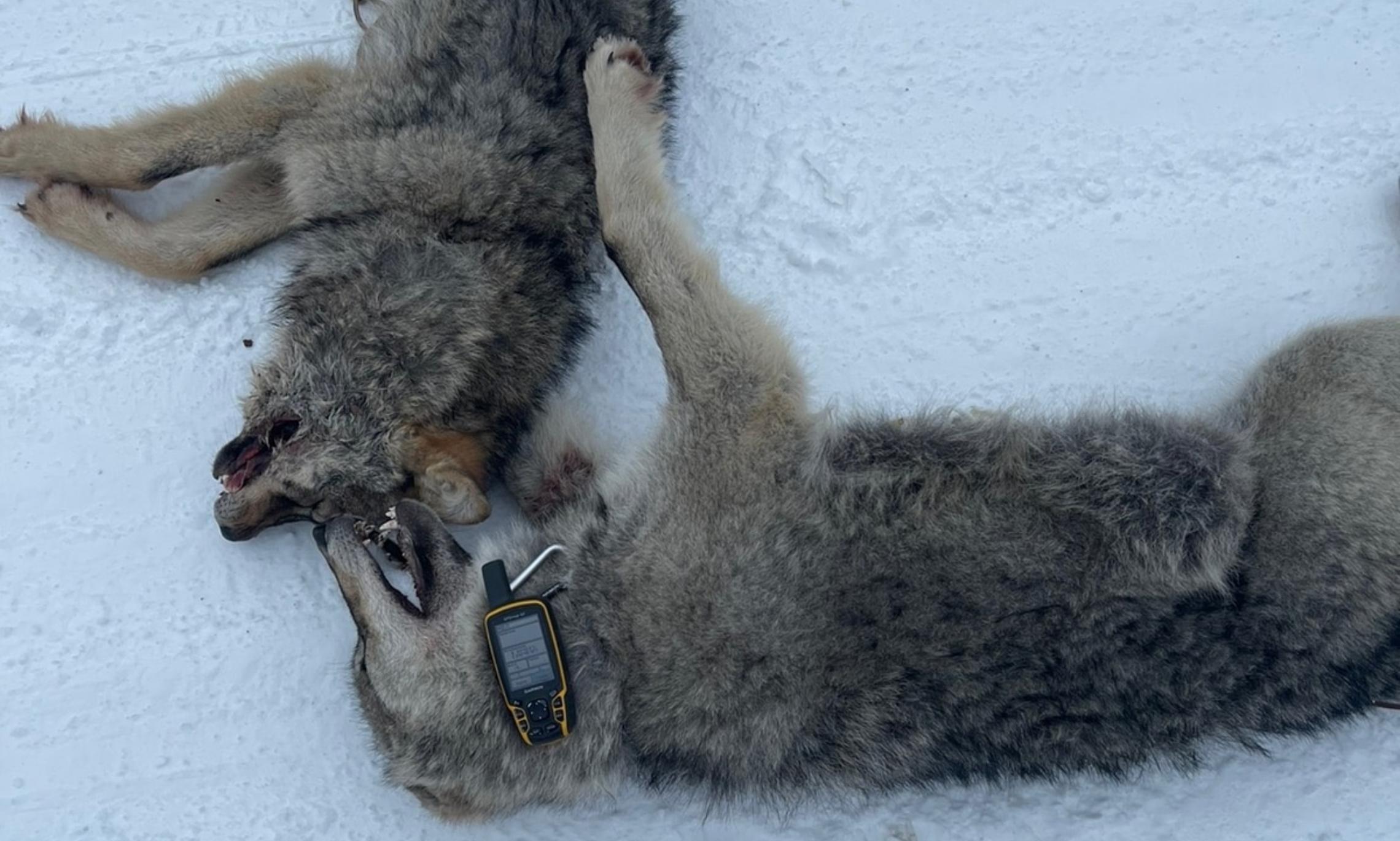 Возле СНТ Ягодник и Исток охотники добыли двух волков