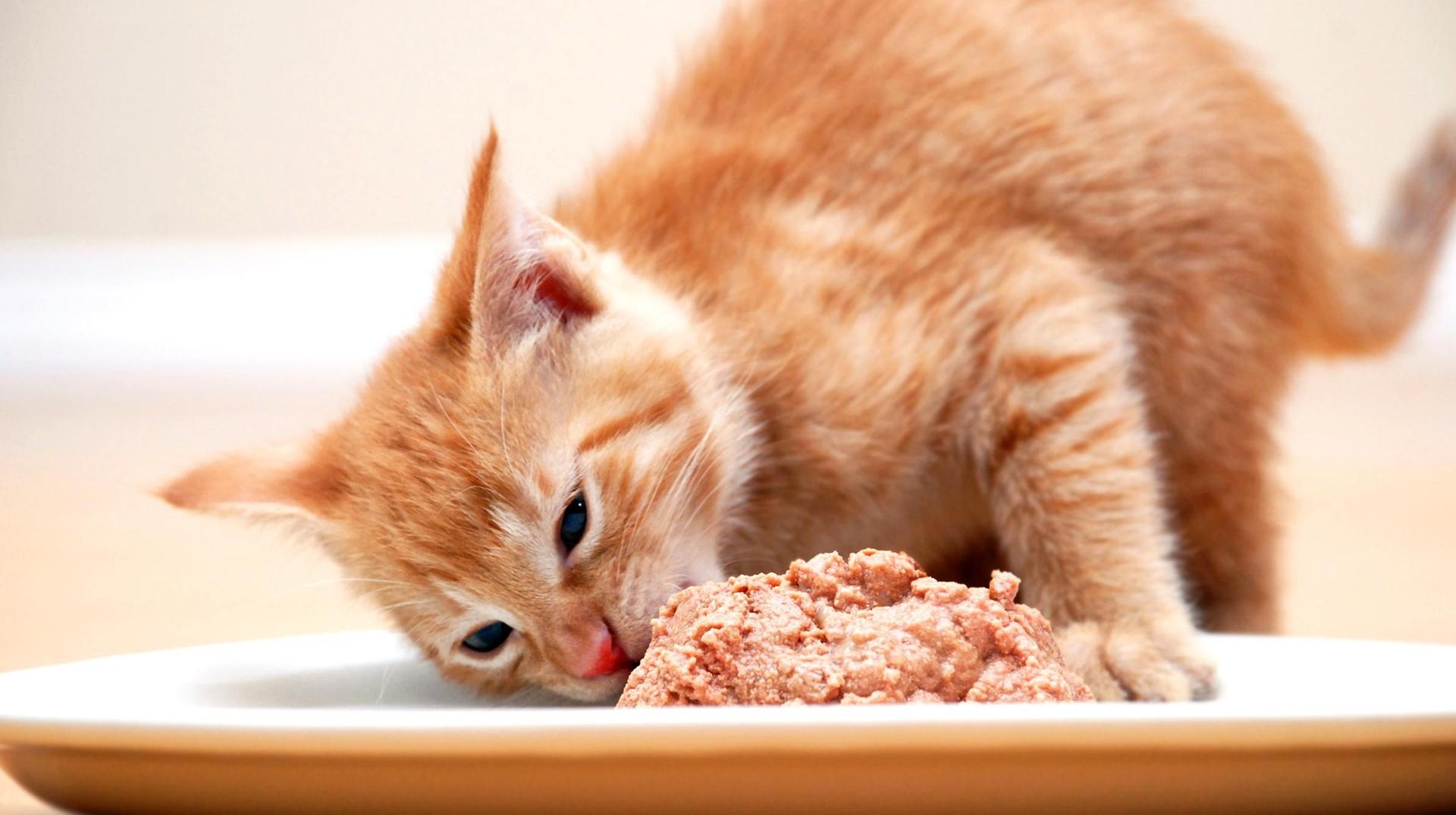 Почему кошка ест только желе из корма: 4 главные причины