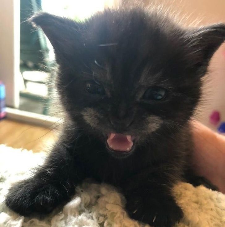 Люди, которые взяли домой котенка и по уши влюбились в это мелкое озорное чудо Люди, которые взяли домой котенка и по уши влюбились в это мелкое озорное чудо