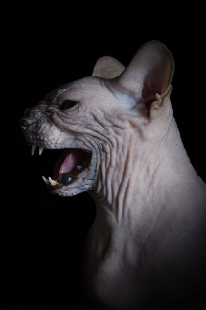 10+ Photos Of Hairless Cats That Will Remind You Of Aliens