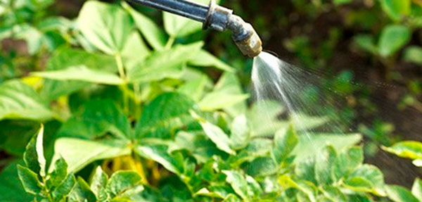 Выбор химических средств, уничтожающих колорадского жука, но безопасных для человека советы