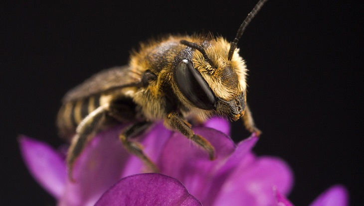 Пчел обучили выявлять коронавирусную инфекцию у людей