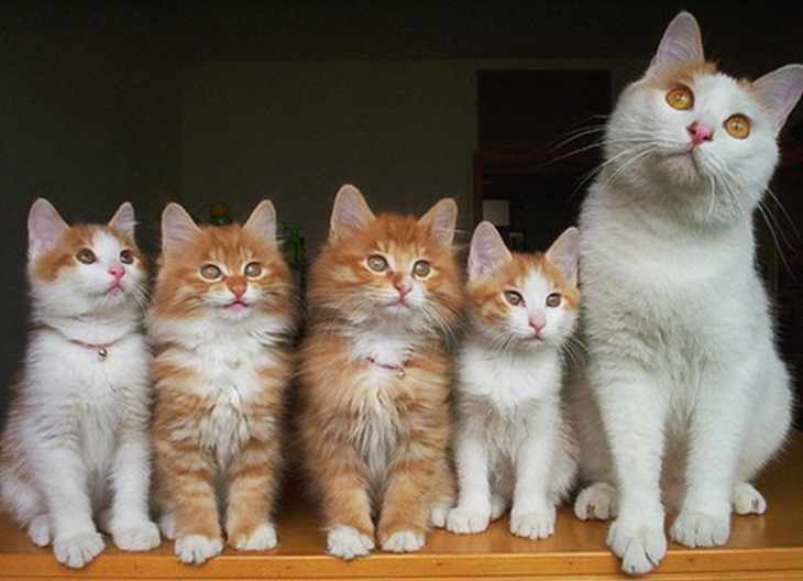 Гордые мамы-кошки со своими многочисленными котятами