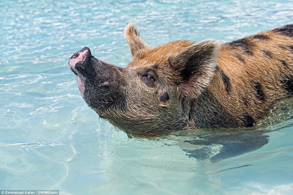 Жизнь милейших свинок на необитаемом острове
