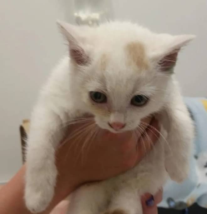 Белый котенок