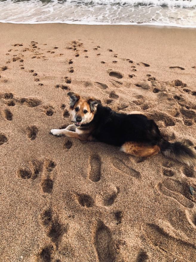 собака на море