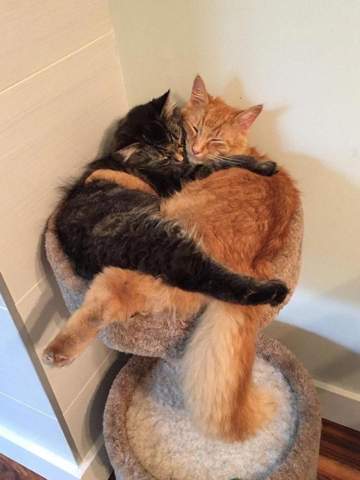 кошки и собаки спят друг на друге, животные не умеют пользоваться кроватями