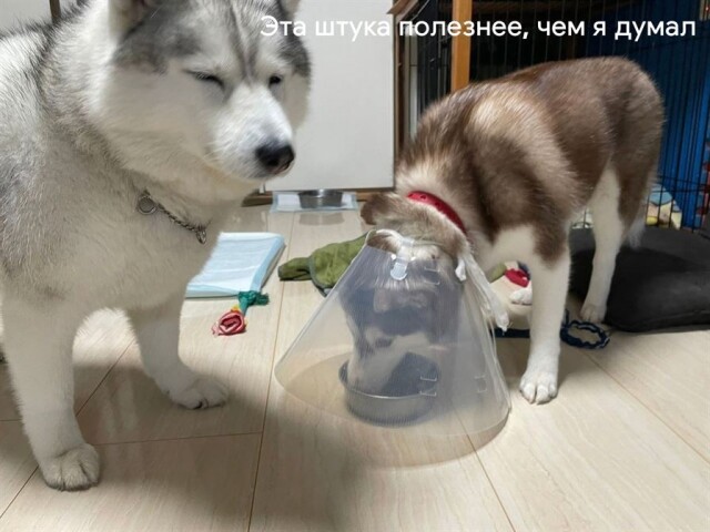 Смешные фотомемы для хорошего настроения Смешные фотомемы для хорошего настроения