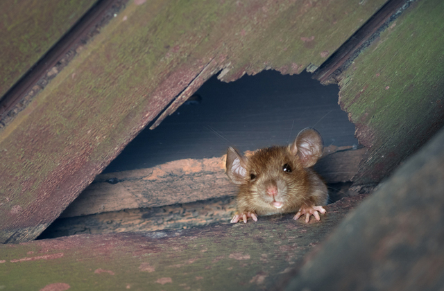 Куда бегут крысы корабля? Куда бегут крысы корабля?