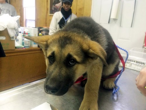 20 драматических фотографий с собаками, которых привезли к ветеринару 