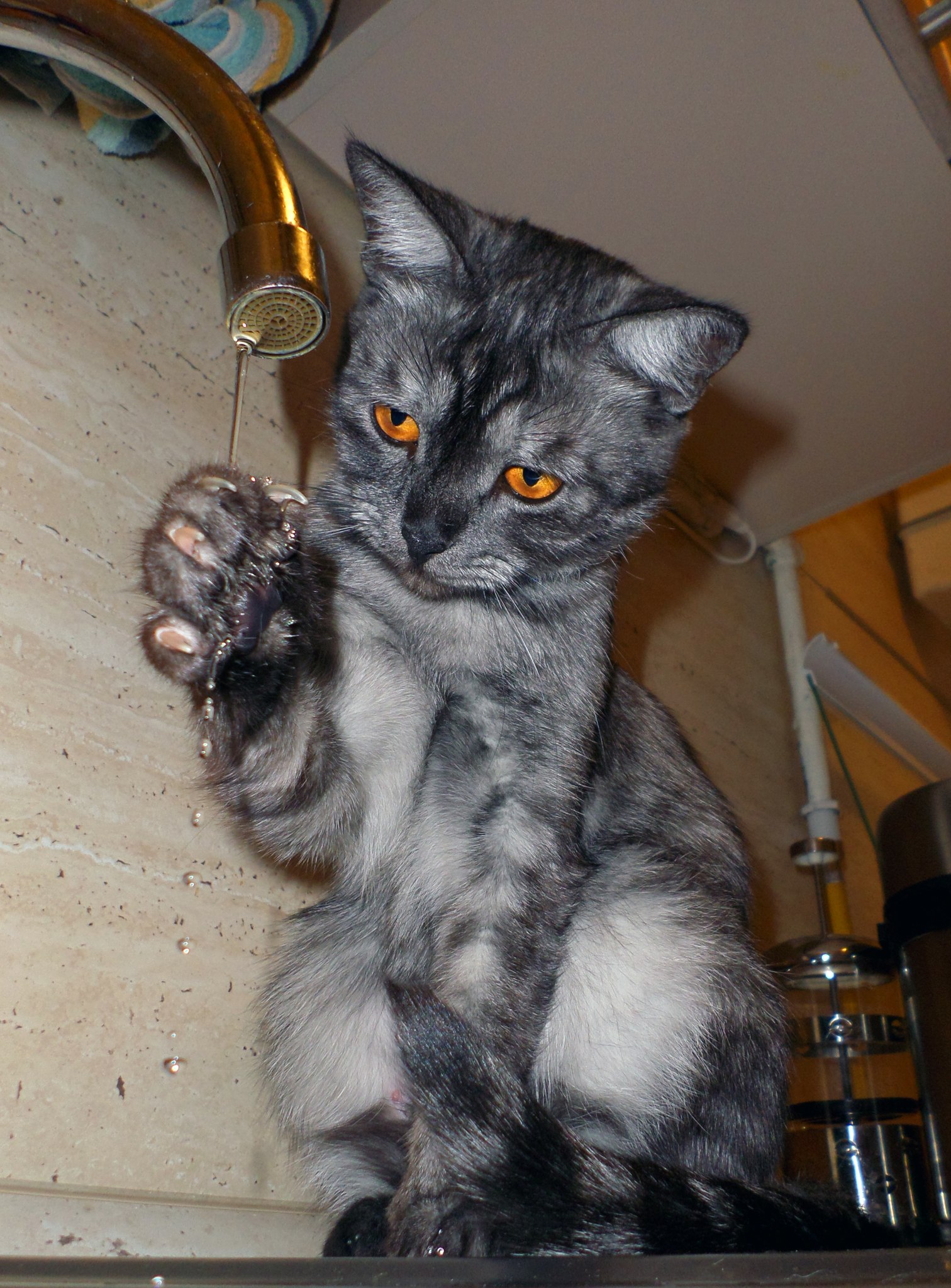 кошка в раковине