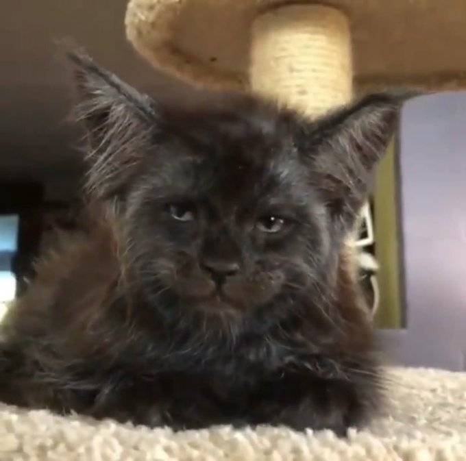 30 фото кошек породы мейн-кун, которые сделают вашего кота миниатюрным 30 фото кошек породы мейн-кун, которые сделают вашего кота миниатюрным