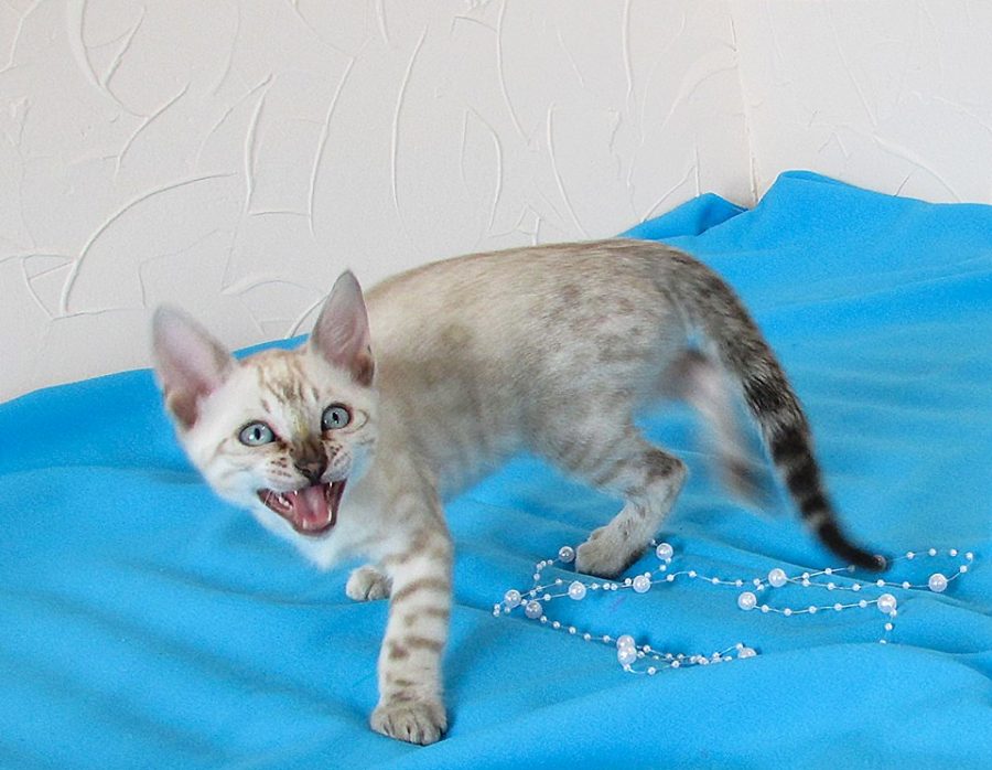 Котенок — не игрушка ! Это маленький ребенок, нуждающийся в любви и заботе ! Котенок — не игрушка ! Это маленький ребенок, нуждающийся в любви и заботе ! истории из жизни