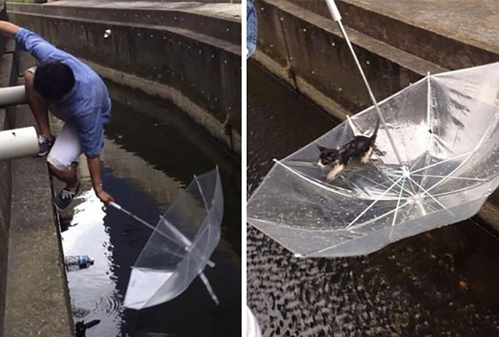 9. Мужчина спас тонущего котенка с помощью зонта.