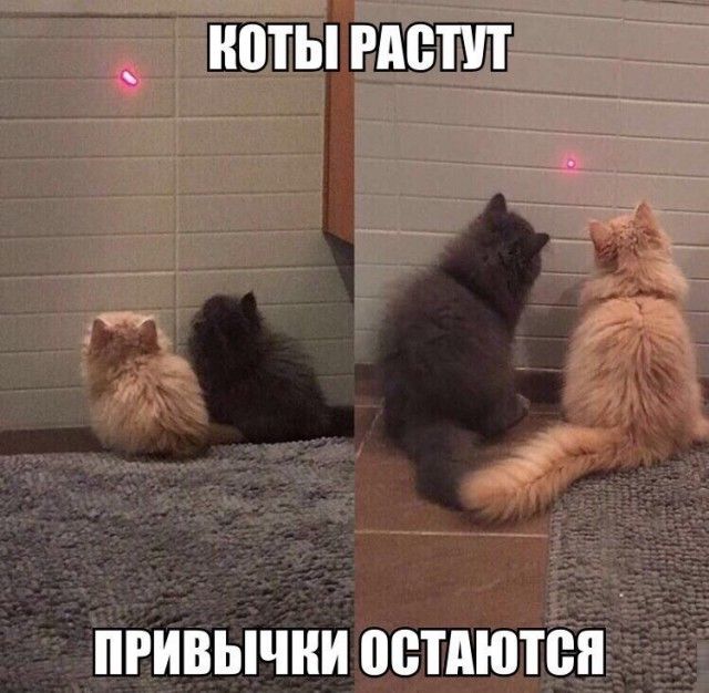 Смешные картинки с надписями для поднятия настроения (11 фото)