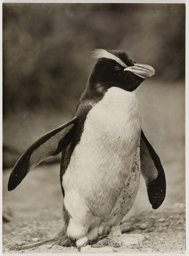 Первая Австралийская антарктическая экспедиция в фотографиях Фрэнка Хёрли 1911-1914 38