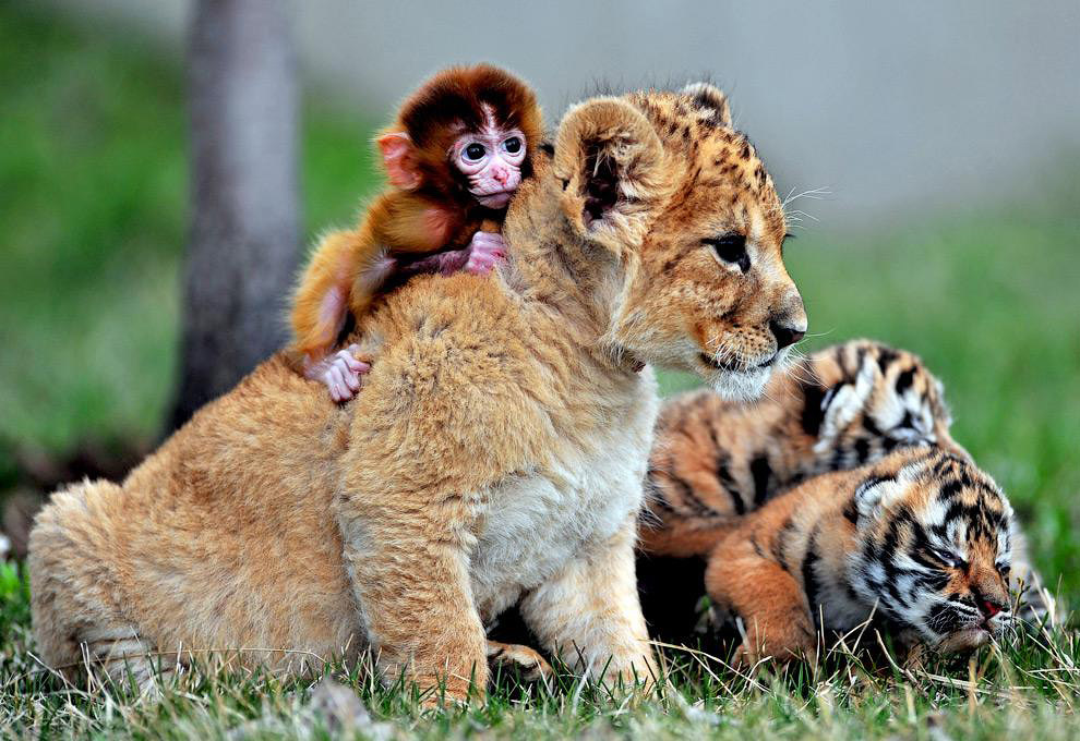 Обезьяна, львенок и тигренок в зоопарке в Шэньяне, Китай