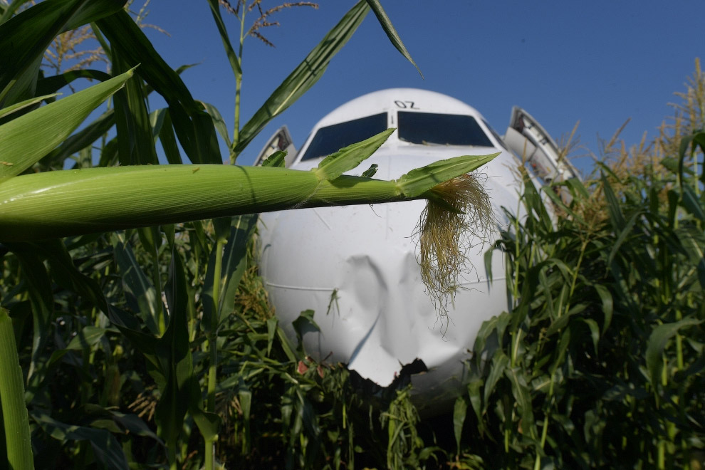 A321 «Уральских авиалиний» в кукурузном поле