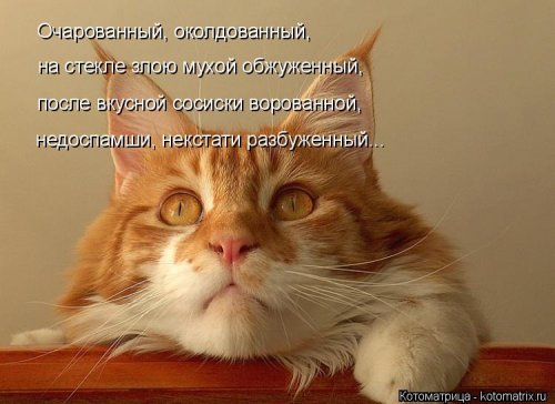Лучшая котоматрица недели Лучшая котоматрица недели смешные картинки