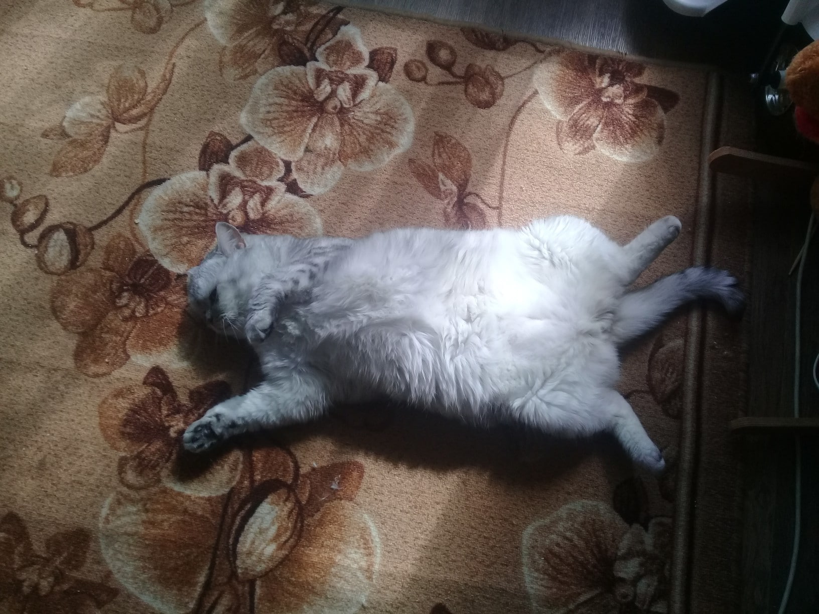 упитанный кот