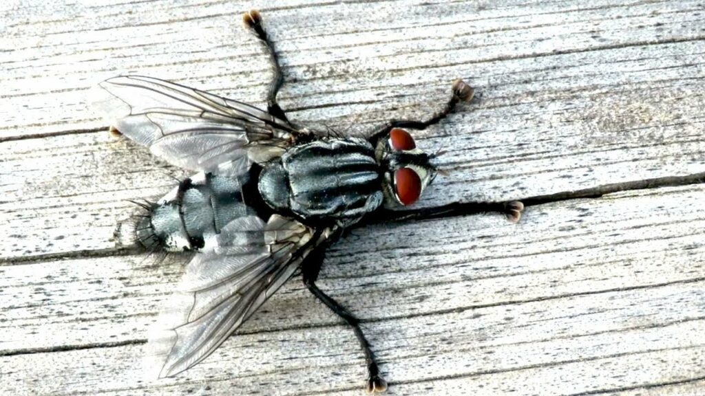 Что будет, если проглотить муху? состоит, всего, могут, насекомое, личинки, широтах, такой, будет, только, мясная, можно, вещество, проглотить, насекомого, состоят, из протеина, органическое, хитин —, из которого, жесткие