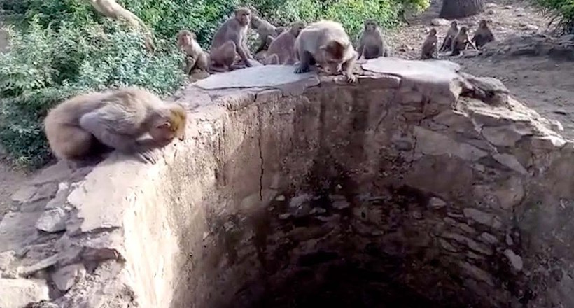 ÐÐ°ÑÑÐ¸Ð½ÐºÐ¸ Ð¿Ð¾ Ð·Ð°Ð¿ÑÐ¾ÑÑ ÐÐ¸Ð´ÐµÐ¾: Ð ÐÐ½Ð´Ð¸Ð¸ Ð¾Ð±ÐµÐ·ÑÑÐ½Ñ ÑÐ¿Ð°ÑÐ»Ð¸ Ð»ÐµÐ¾Ð¿Ð°ÑÐ´Ð°, ÑÐ¿Ð°Ð²ÑÐµÐ³Ð¾ Ð² ÐºÐ¾Ð»Ð¾Ð´ÐµÑ Ñ Ð²Ð¾Ð´Ð¾Ð¹