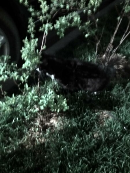 Щенок кота - как мой кот заставил меня гулять с ним и как его перепутали с собакой