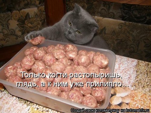 Лучшая котоматрица недели Лучшая котоматрица недели смешные картинки
