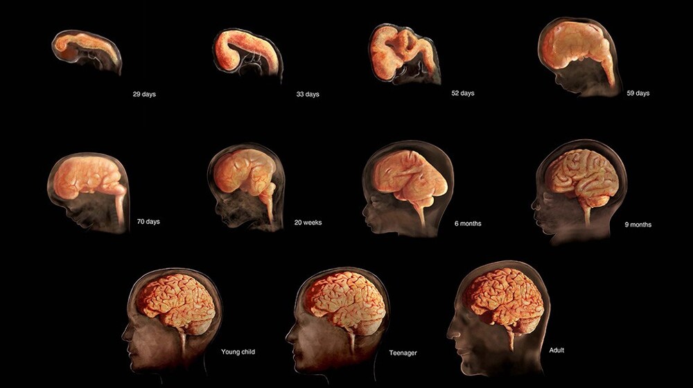 10 любопытных фактов о нашем мозге интересные факты,мозг,наука,человек
