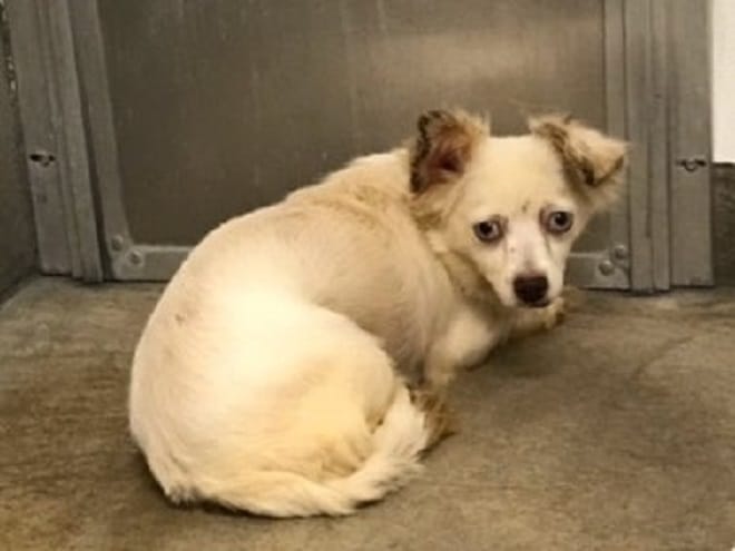 Собака лежит