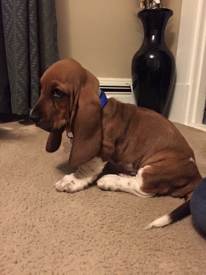 Marriage Is All About Compromise. For Example, I Didn't Really Want A Dog. My Wife Did. So We Compromised... And Here Is Our New Puppy Copper