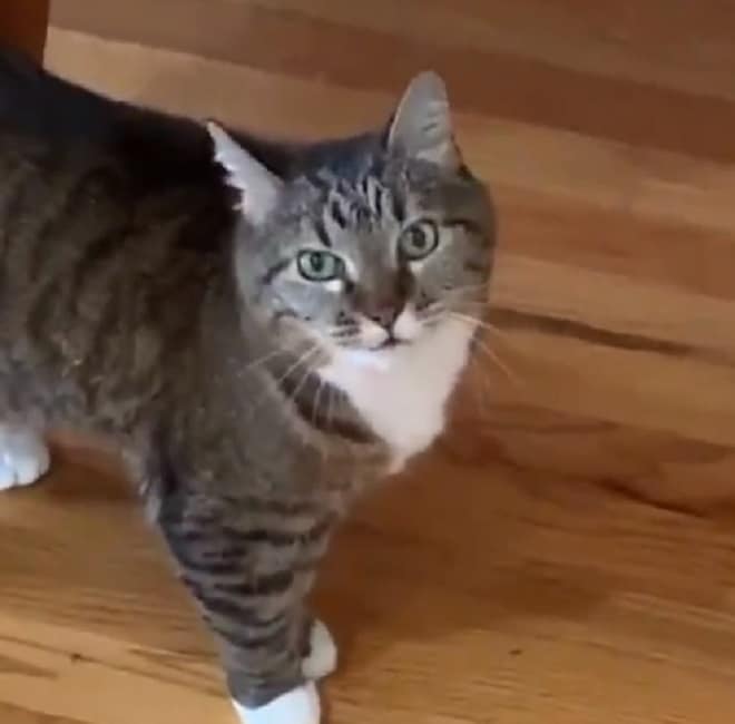 Кошка смотрит