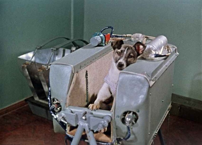 Почему именно Лайка? «Спутник-2», день в истории, космос, собака Лайка