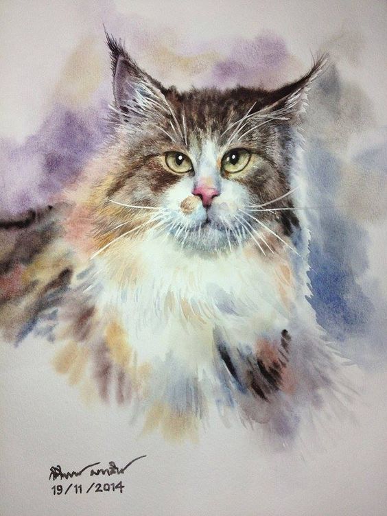 A cat