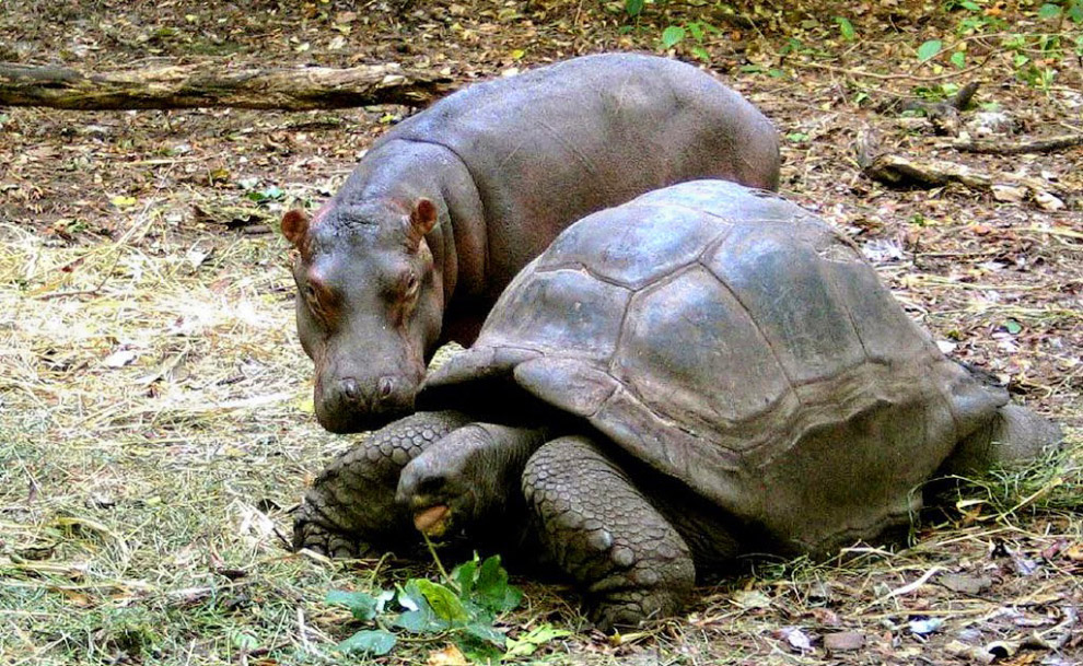 Бегемот и черепаха