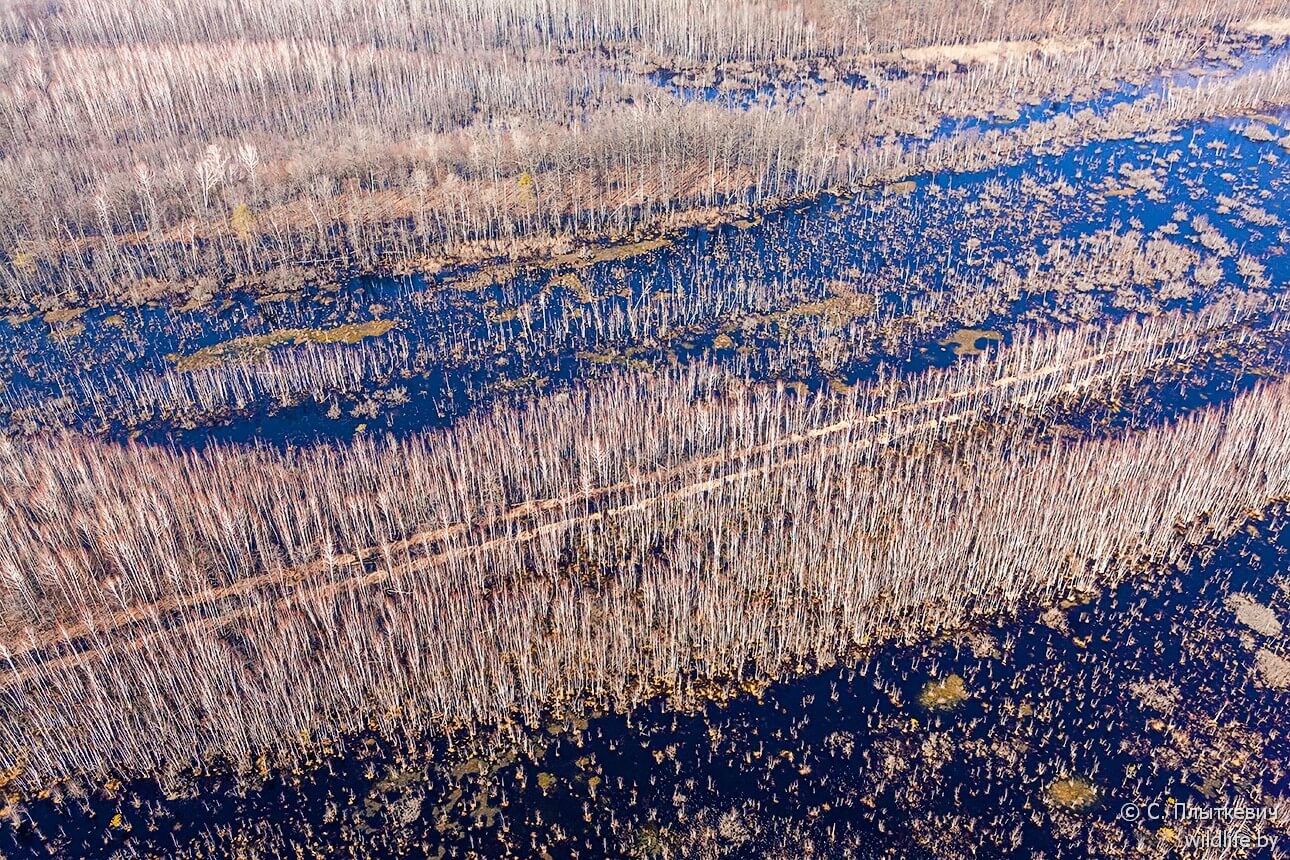 Белорусская «Амазония» удивила иностранцев заграница,путешествие,туризм