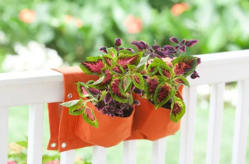 Оптимальный вариант для небольшого балкона: размещение растений на перилах в специальных подвесных горшках Оптимальный вариант для небольшого балкона: размещение растений на перилах в специальных подвесных горшках для дома и дачи,идеи и вдохновение