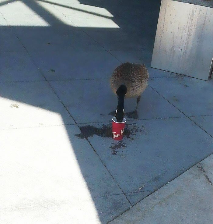 Такое бывает только в Канаде! заграница,путешествие,страны,туризм