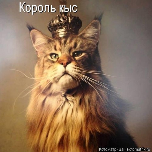 Лучшая котоматрица недели Лучшая котоматрица недели смешные картинки