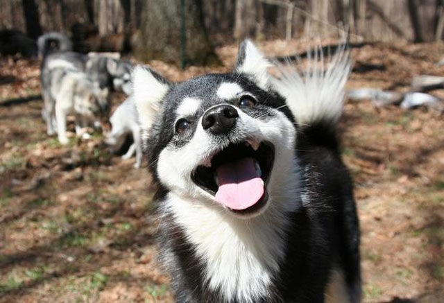 собака лучший друг человека, фотографии доказывающие, смешные собаки фото