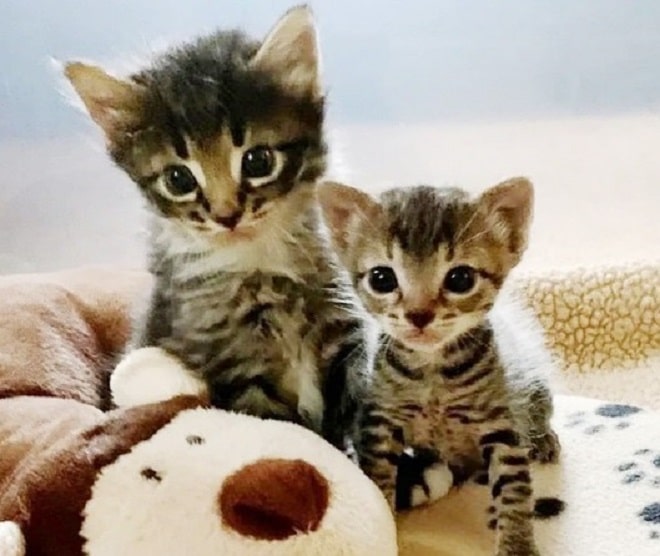 Котята и игрушка