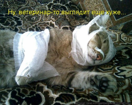 Лучшая котоматрица недели 