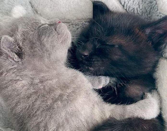 Без кота и жизнь не та
