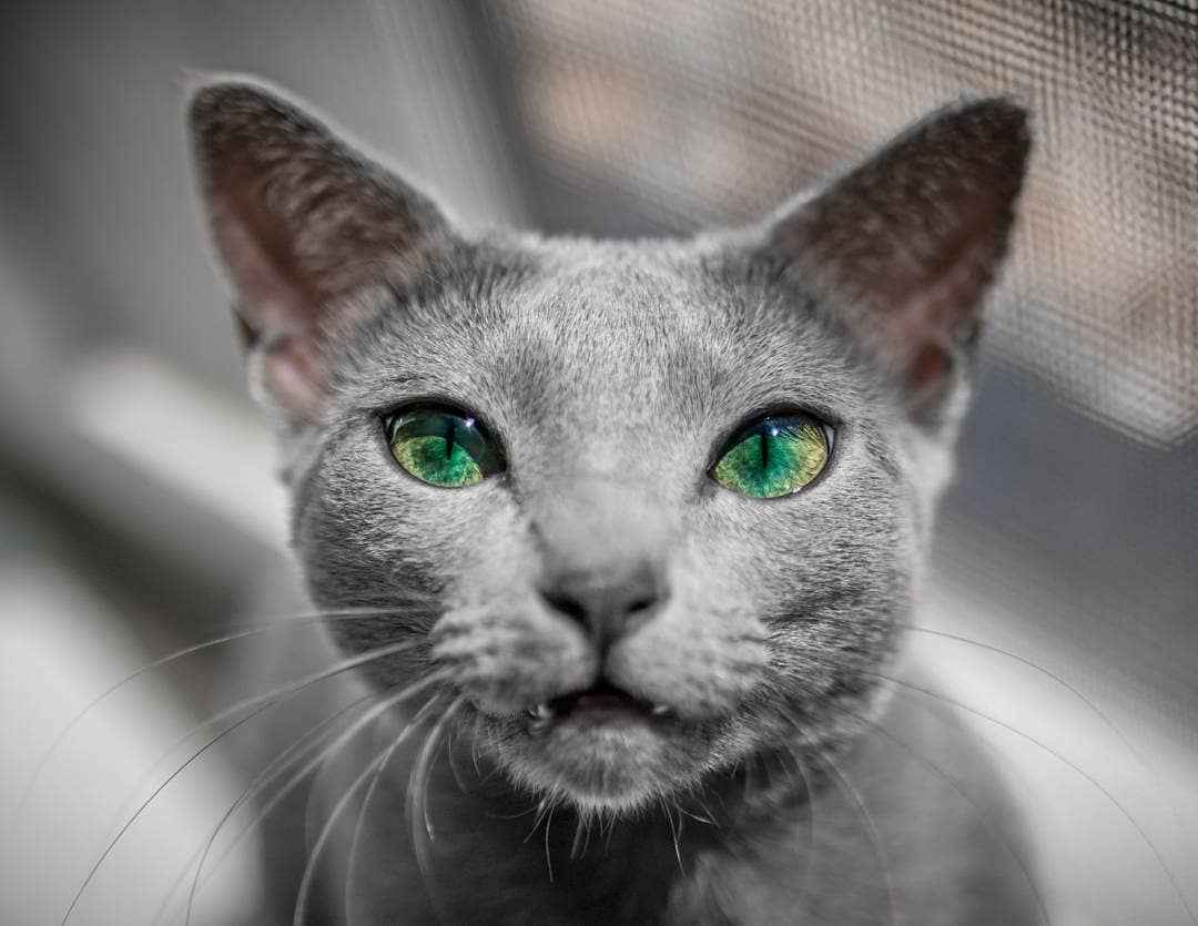 7 фото русских голубых кошек с фантастически красивыми глазами.