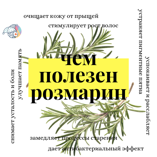 Секрет итальянских долгожителей: добавляйте в пищу розмарин розмарин, Италии, шансы, отметить, 100летний, юбилей, аромата, итальянской, других, Аччароли, обилие, распространена средиземноморская, кухня, означает, Такой, свежих, овощей, розмаринеUnsplashcomВ, маслом, морепродуктами