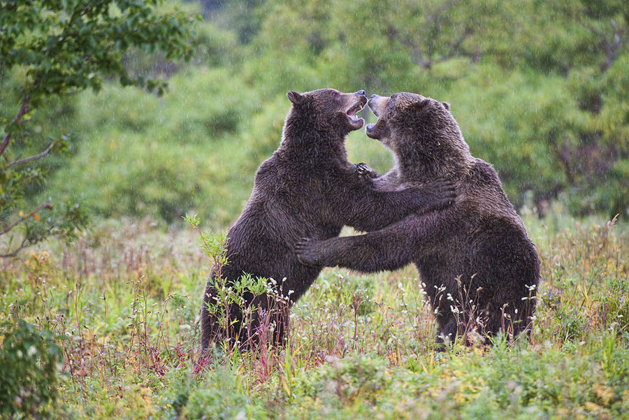 Невероятные фотографии медведей 24