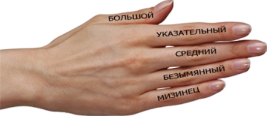 ЗНАЧЕНИЕ ПАЛЬЦЕВ НА РУКАХ