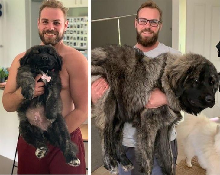 Любителям собакенов: большие собаки созданы для людей с огромным сердцем 