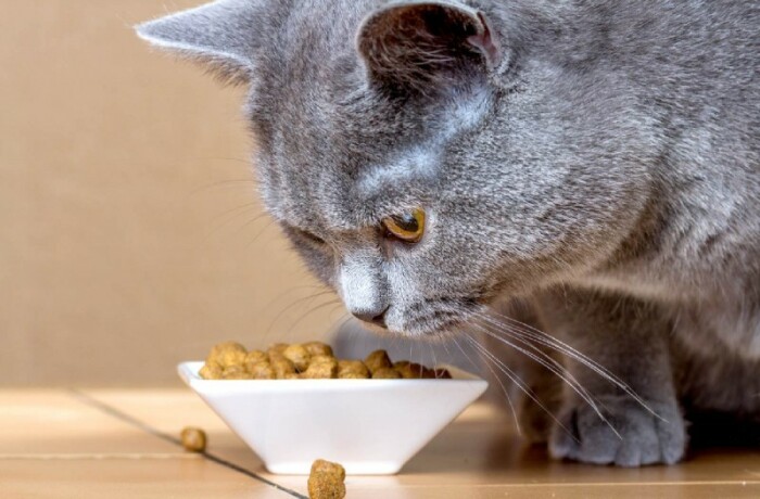 10 «недостатков» британских кошек, о которых часто умалчивают заводчики 10 «недостатков» британских кошек, о которых часто умалчивают заводчики домашние животные,наши любимцы